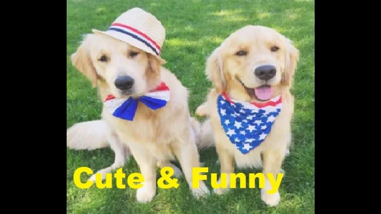 Cute and Funny Animals Video
