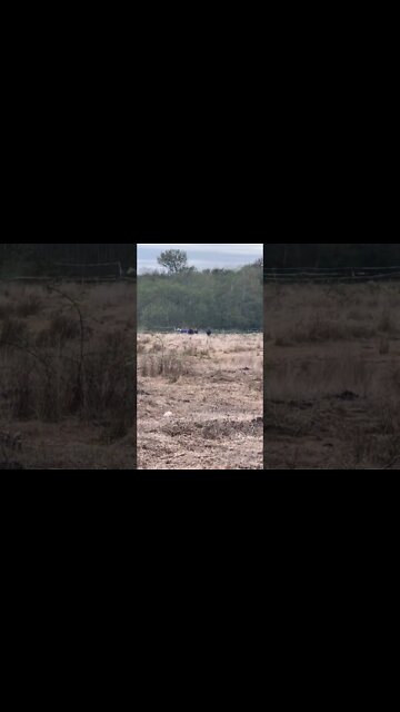 Horses Running In Herd