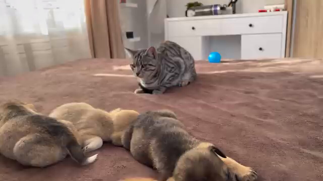 Funny cat reaction to puppies (Kitty sees them for the firts time)