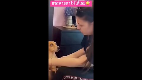 funny dogs