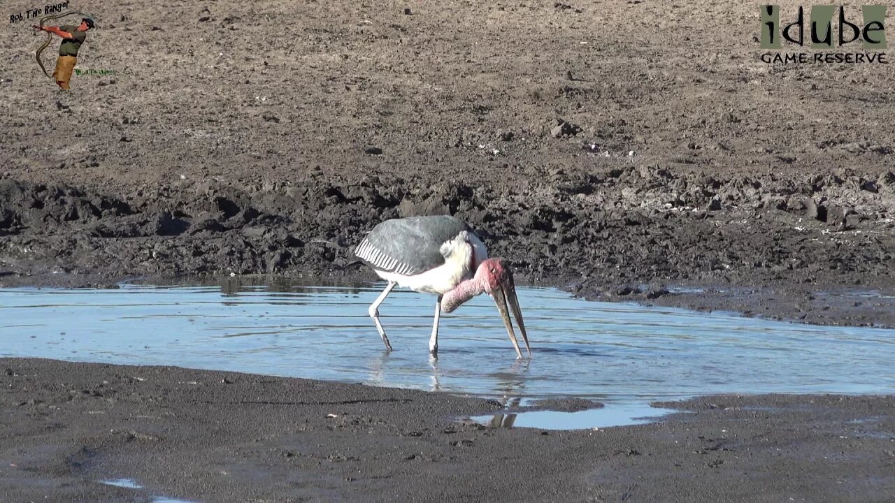 Marabou: Worlds Ugliest Stork