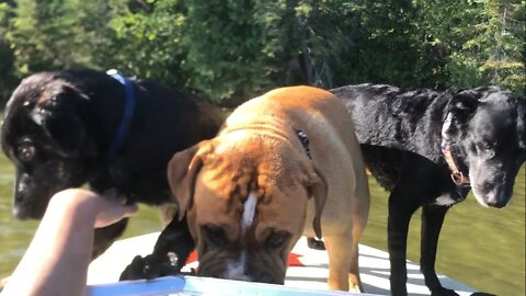 Puppies chillin on the bow