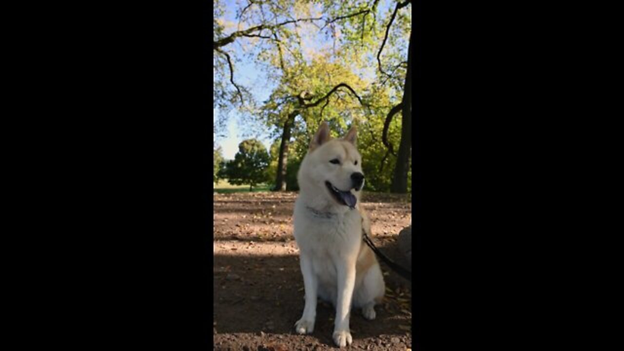 A Cute White Dog