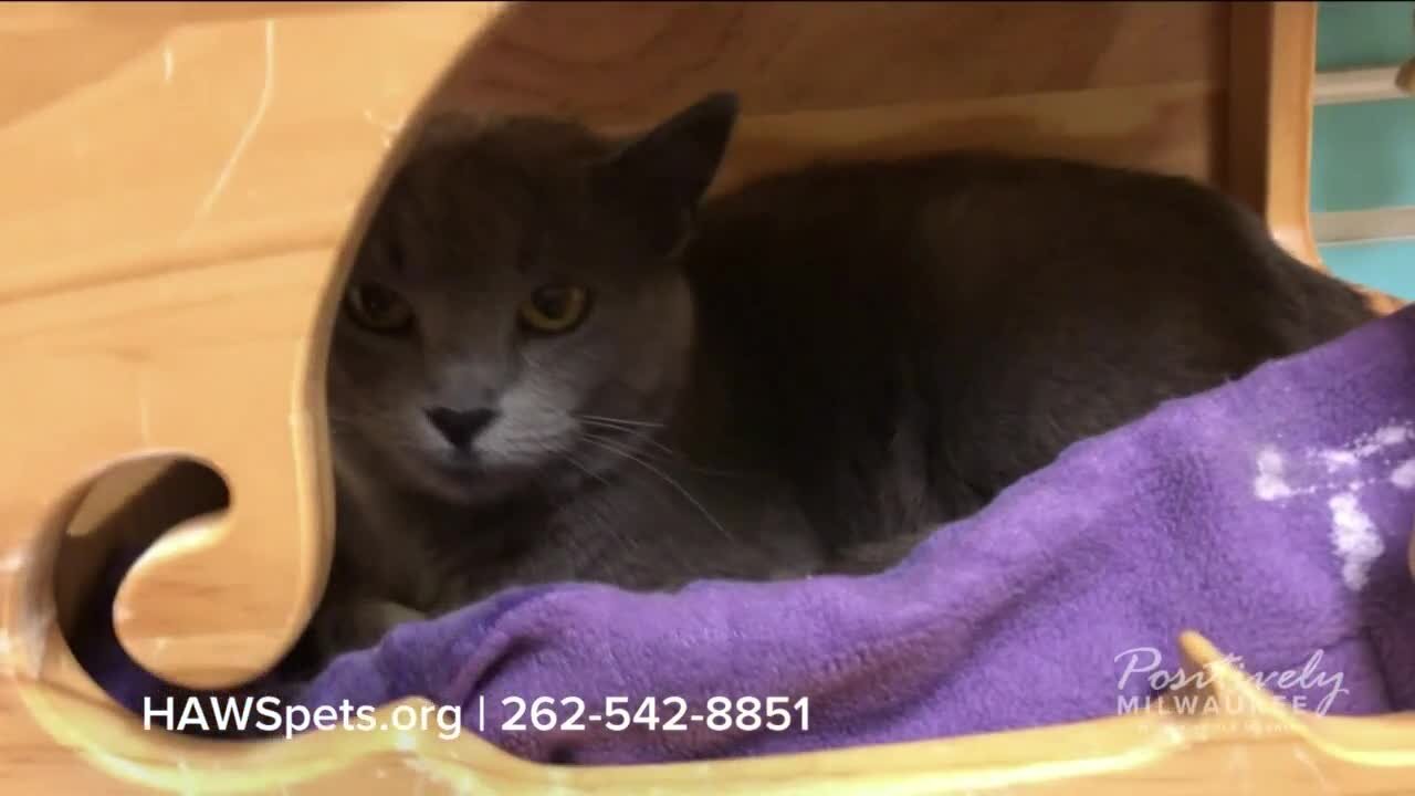 Pawsitively Milwaukee 5.21.23