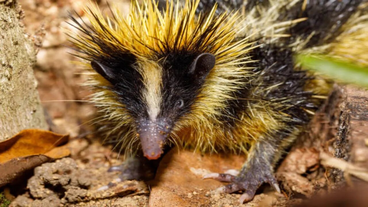 Um mamífero de Madagáscar (Hemicentetes semispinosus)