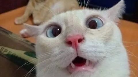 Laugh Out Loud with the Top Animal Videos of 2023 - Featuring the Most Hilarious Cats and Dogs