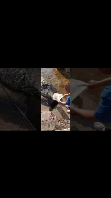 #shorts #2022 funny,prank,funjokes,dad jokes,funny memes,funny video,fun,laughing,funny animal,knock