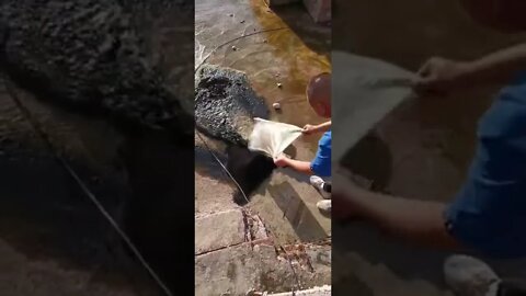 #shorts #2022 funny,prank,funjokes,dad jokes,funny memes,funny video,fun,laughing,funny animal,knock