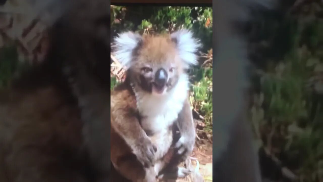 Most annoying sound on YouTube!!! #shorts #animals