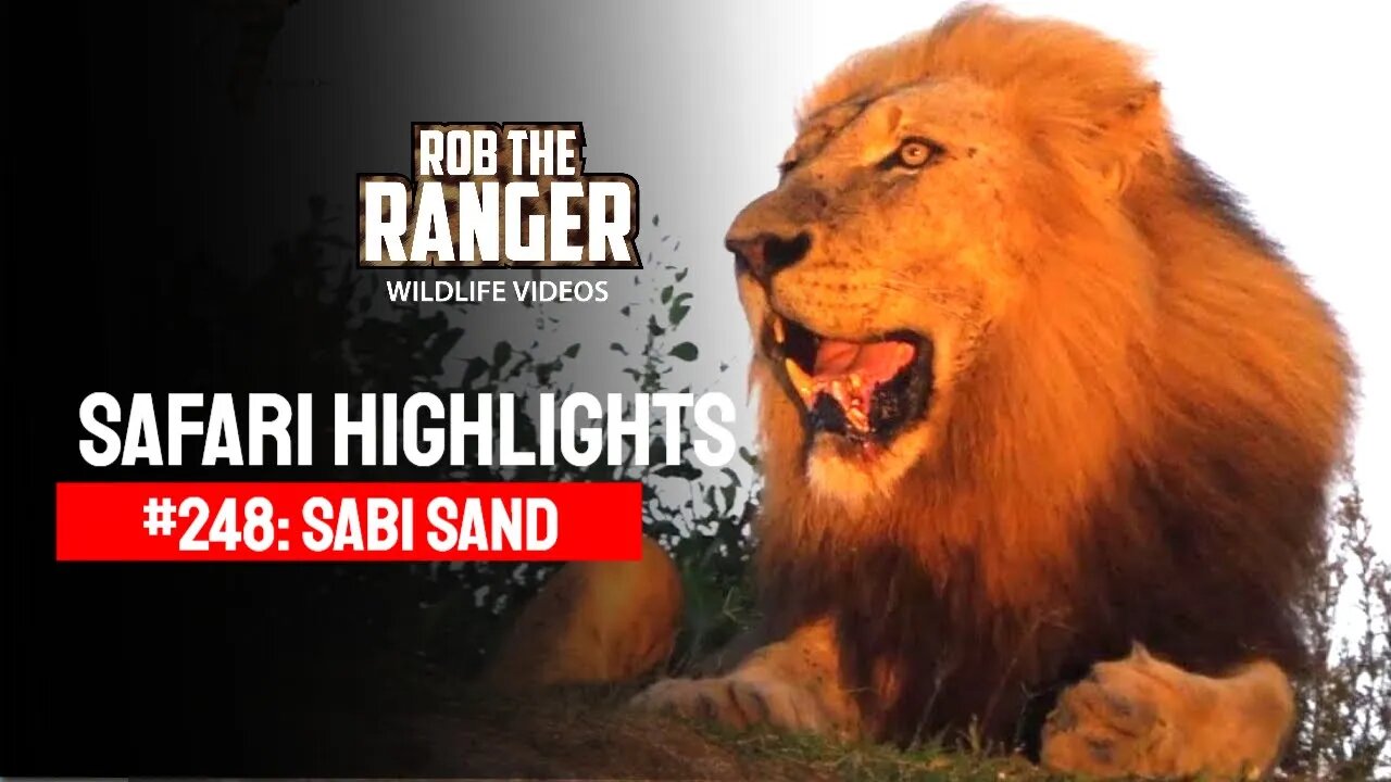 Safari Highlights #248: 12 - 15 January 2014 | Sabi Sand Nature Reserve | Latest Wildlife Sightings