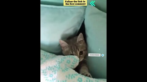 cute cat videos 😹 funny videos 😂 673 😻 #shorts #shortsfunny #cutecat #catvideos #catsfood #catscare
