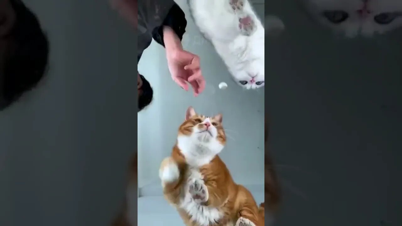 orange cat is the king #shorts