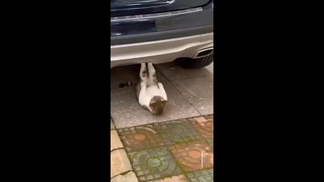 cat's on training