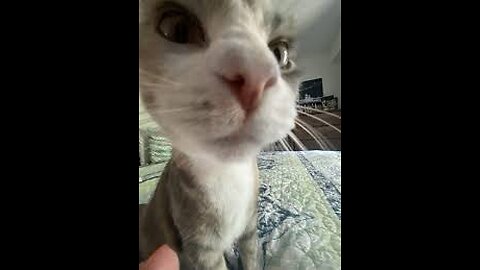 Funny Cat video 1