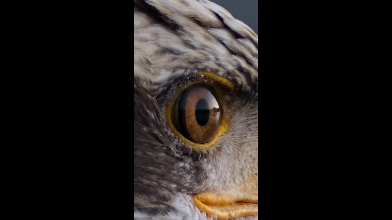 Who do these majestic eyes belong to?