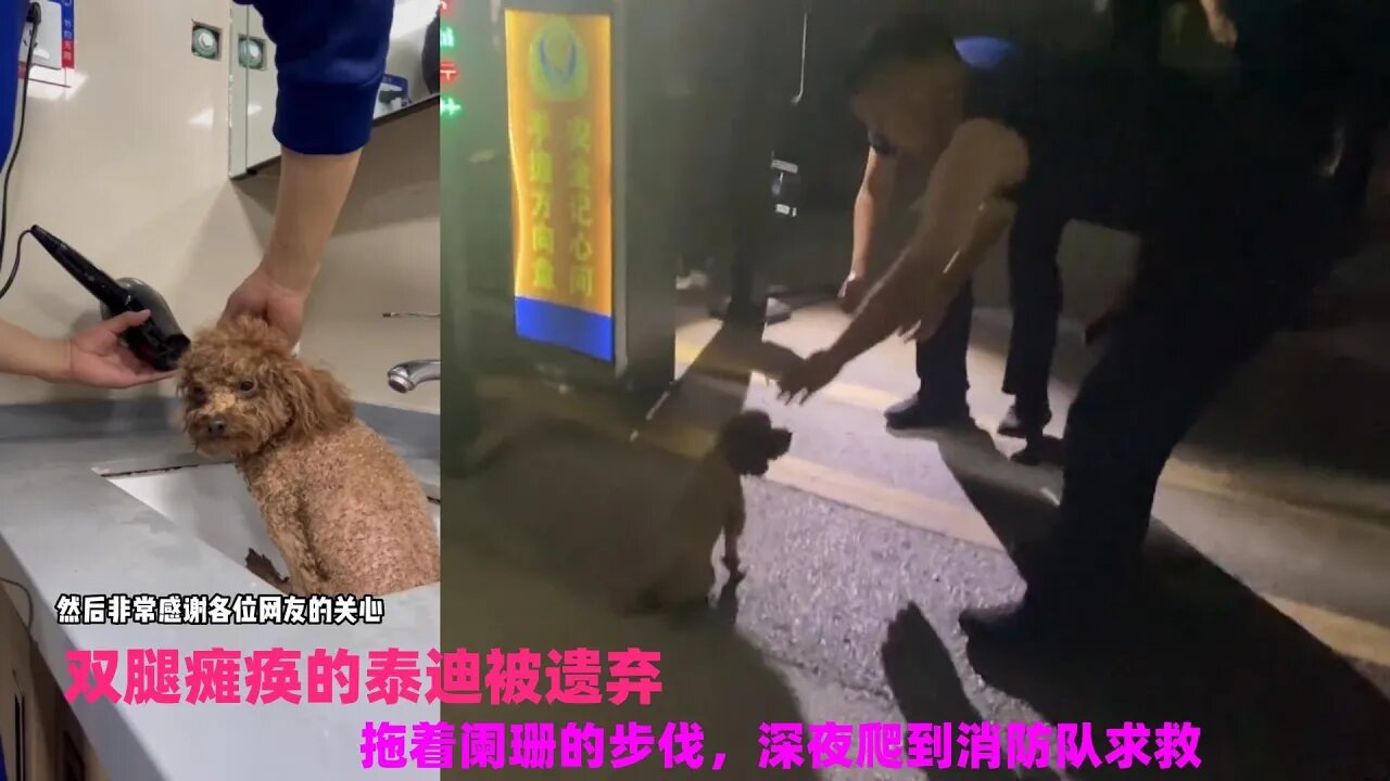 双腿瘫痪的泰迪被遗弃，深夜爬到消防队求救，连狗狗都知道，有困难找蓝朋友了