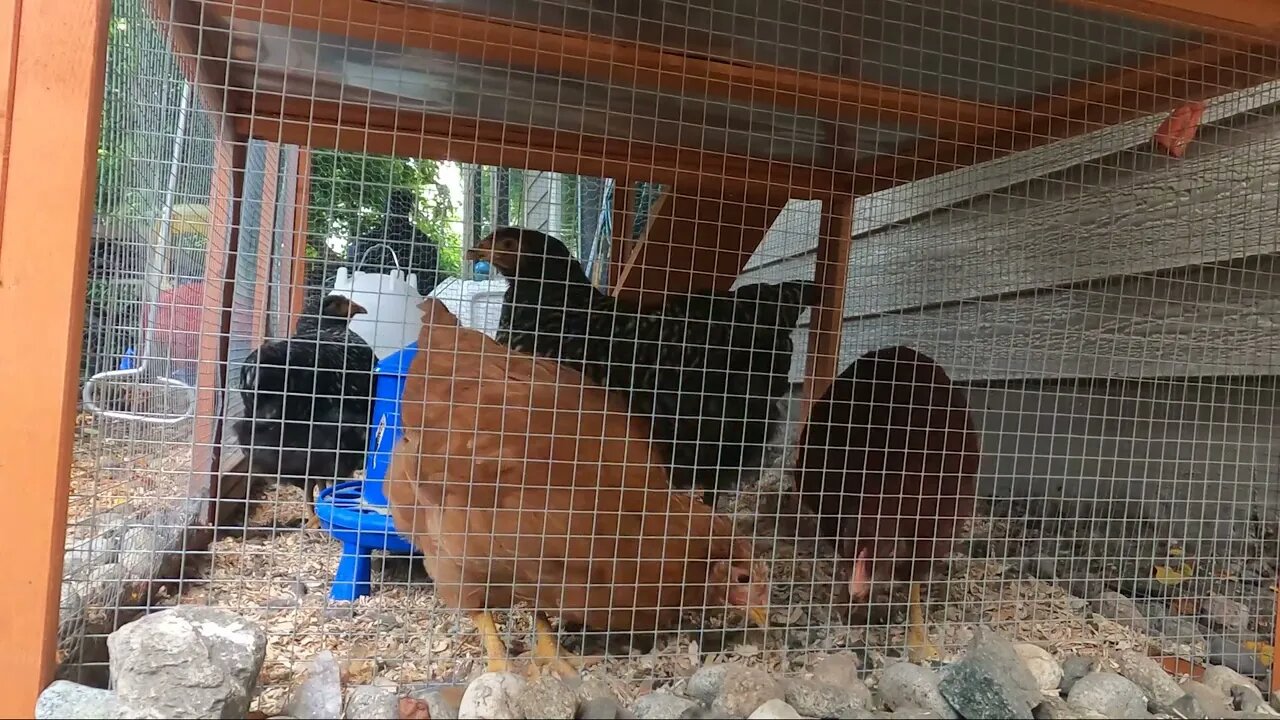 My Backyard Chickens - Episode 41