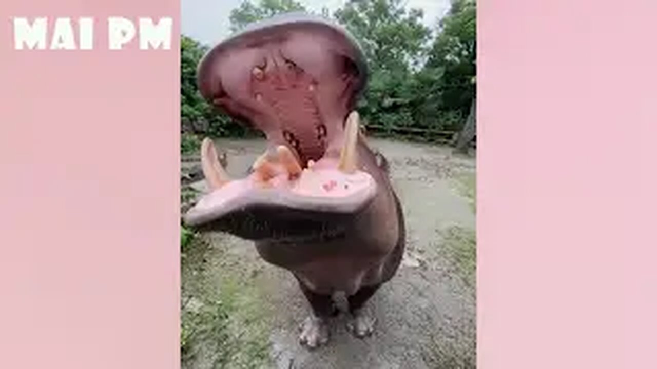 Try Not To Laugh Watching Funny Animals Compilation😆😁 | Funny Animal Videos 2024😂🤣 | Funny TV