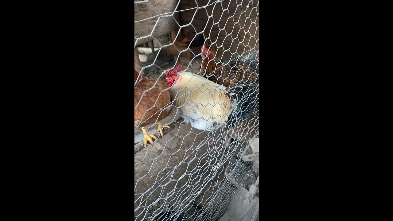 Chickens hello. #chicken #rooster #lol