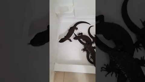 😱 Dangerous Nature's status ❤️ | Snake nature WhatsApp Status | amazing nature video ❤😳 #shorts(2)