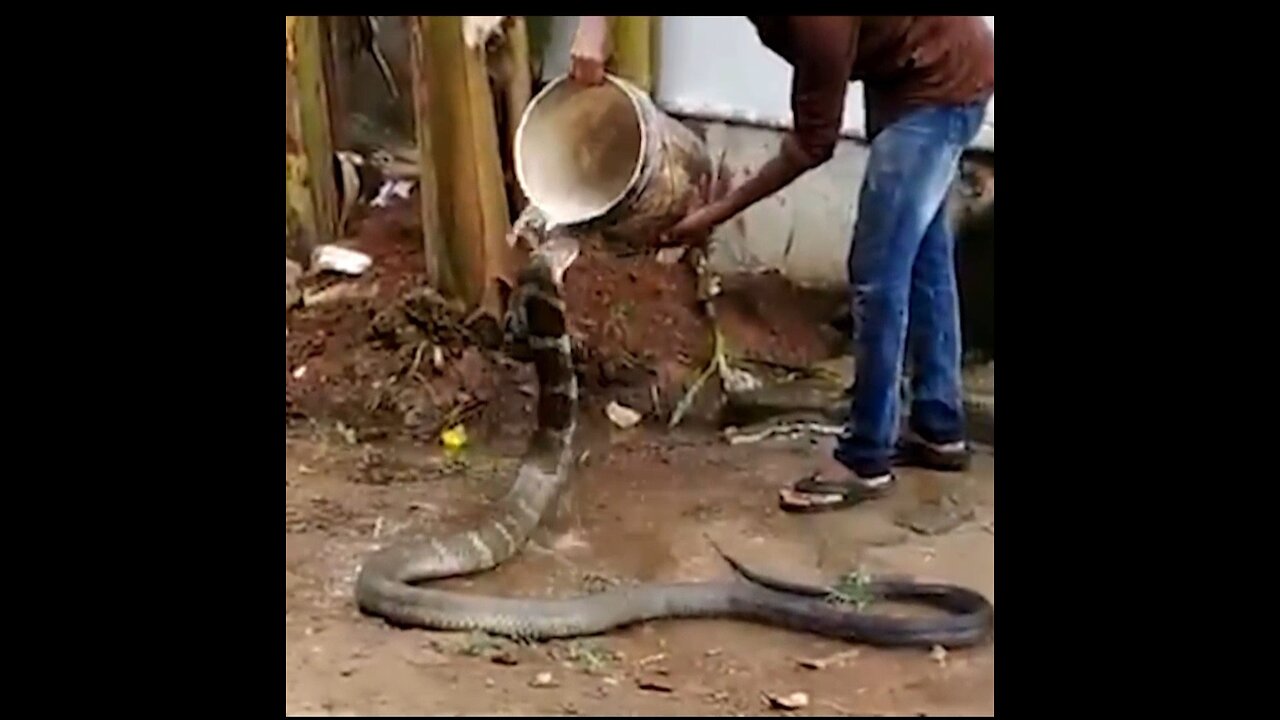 Snake