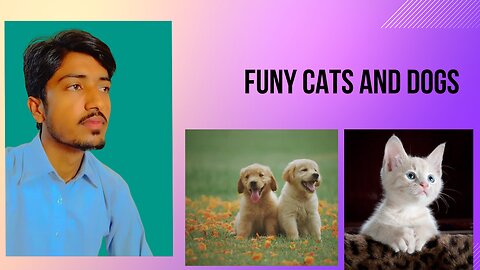 funny cats and dogy