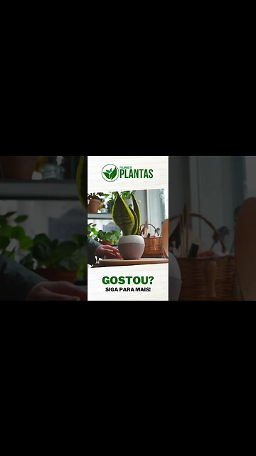 4 Dicas de PLANTAS para DECORAÇÃO