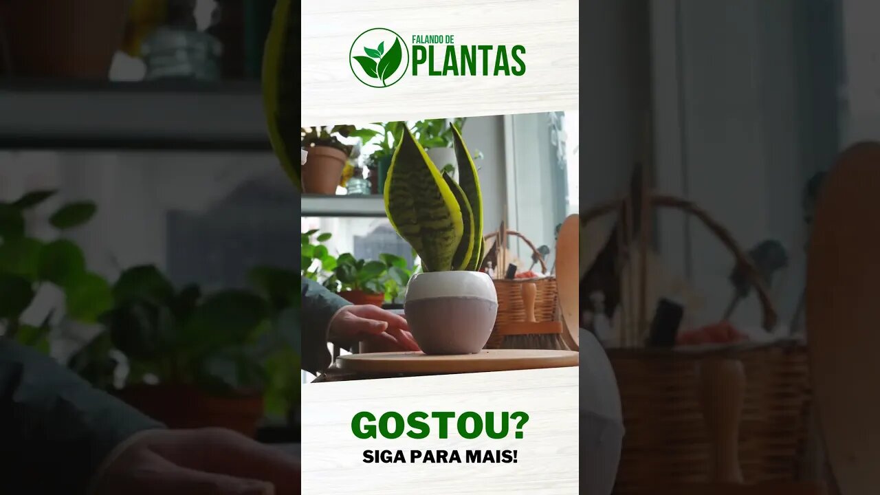 4 Dicas de PLANTAS para DECORAÇÃO