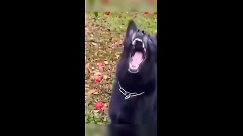 funny dogs