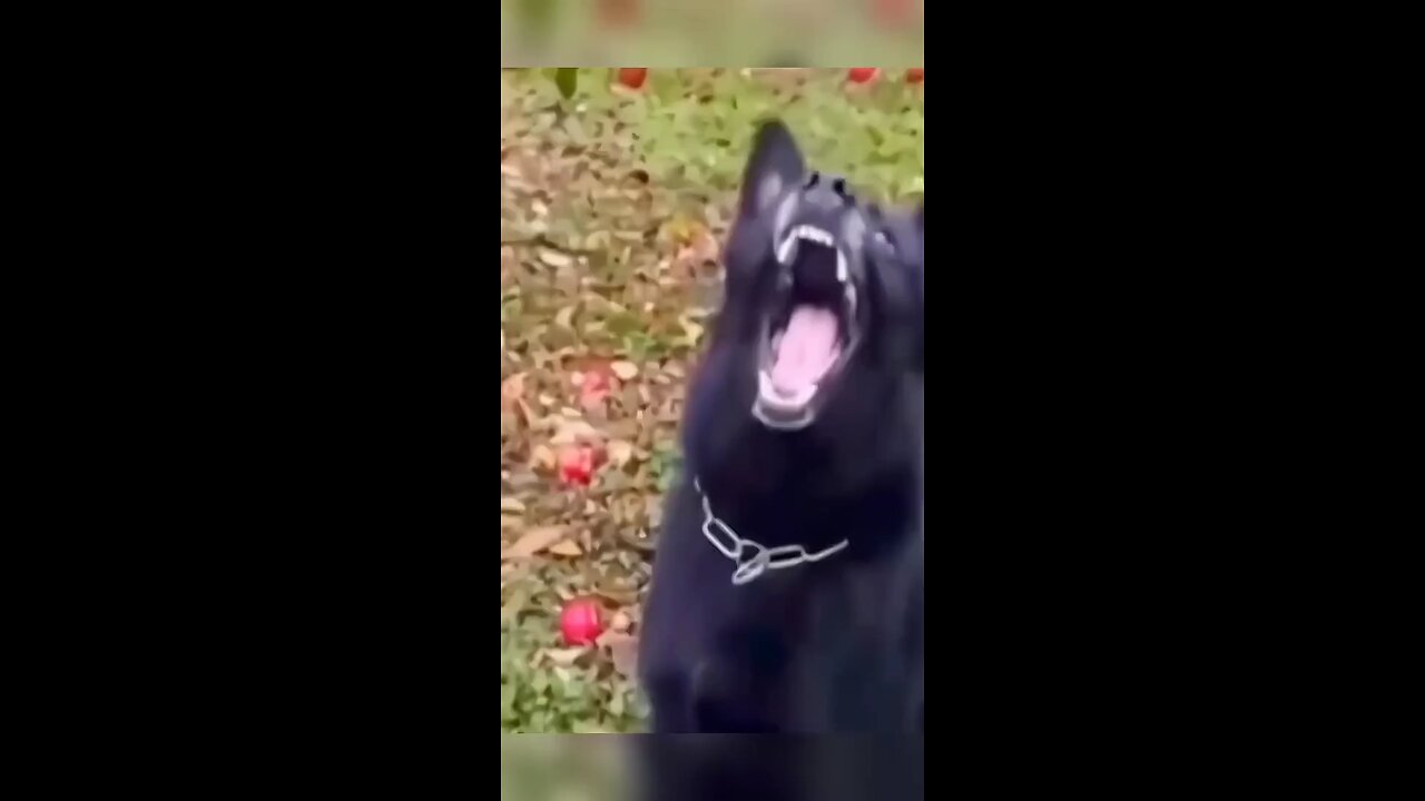 funny dogs