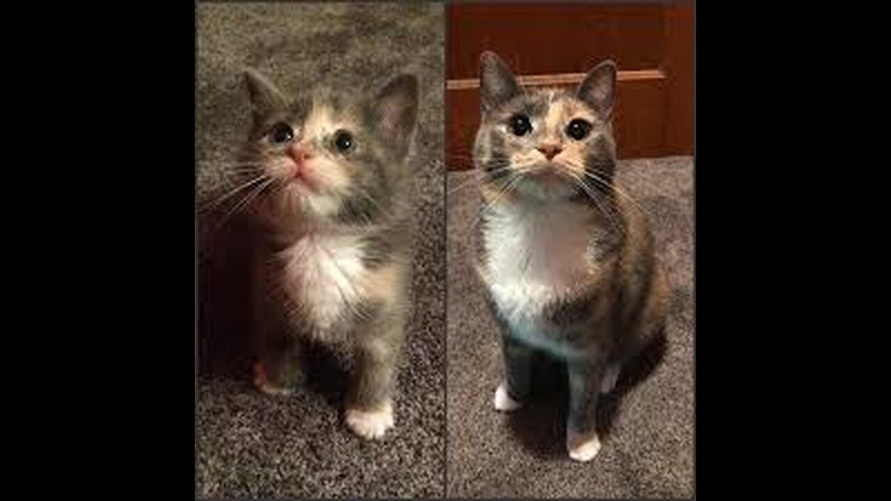 Funny cat videos