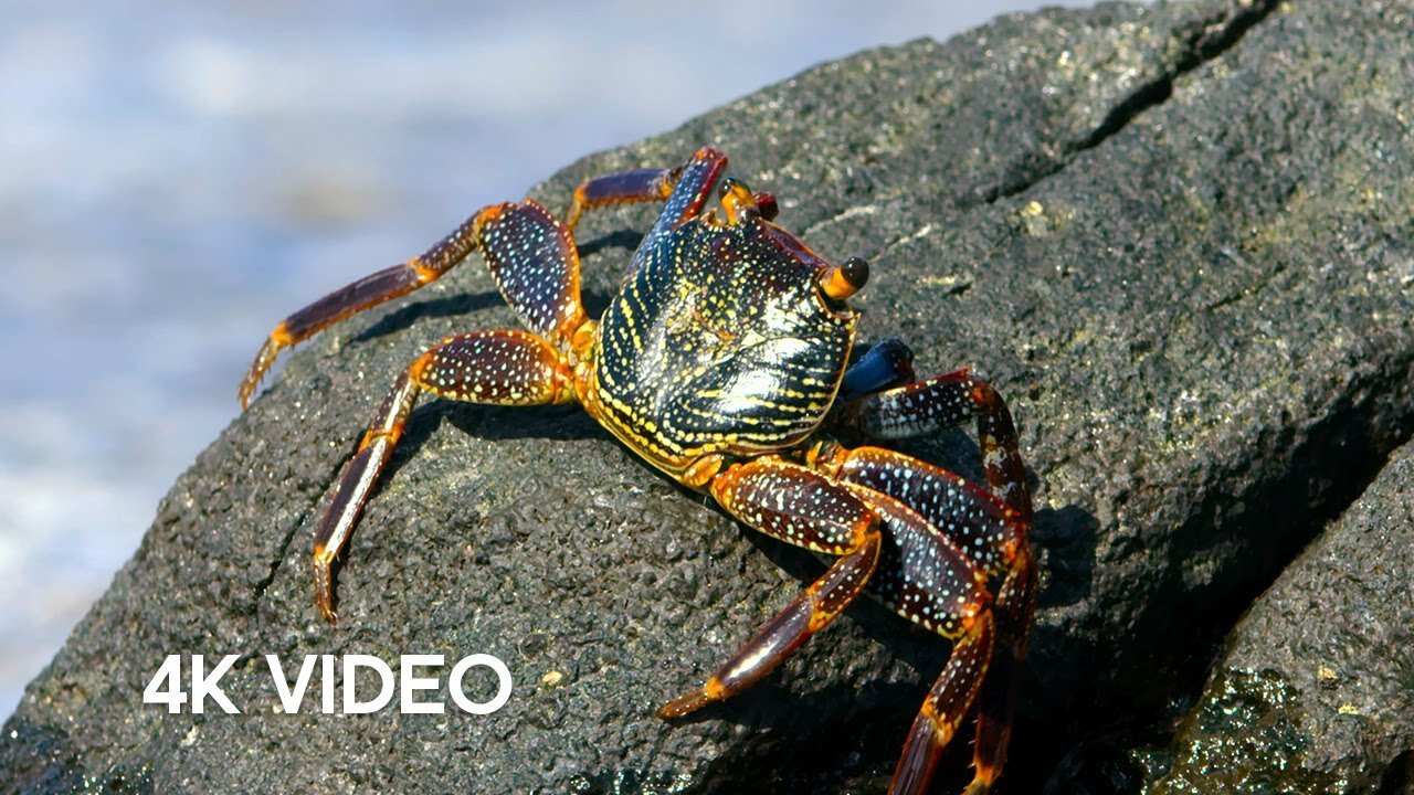 Crab vs Eel vs Octopus