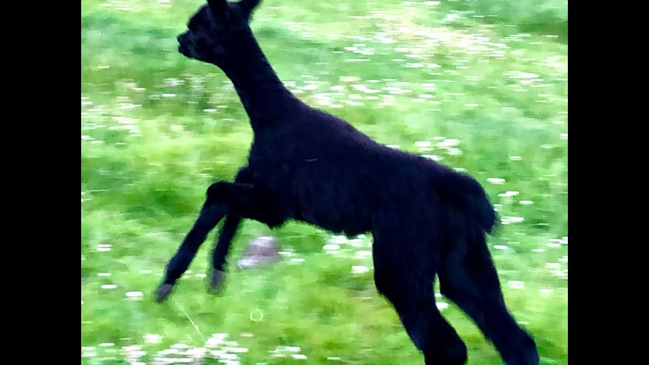 Baby alpaca cria zoomies