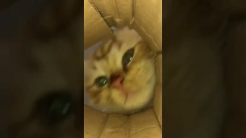 Cat Video Funny | Funny Jokes #short #shorts #memes #shortsvideo #cat #cats