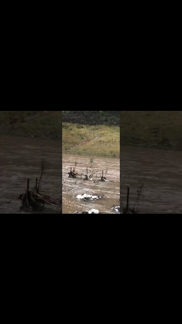 Small trees staked to withstand flood waters. 5th flood since planted