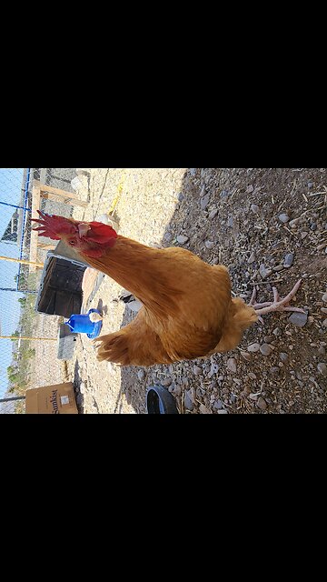 My Chickens Are Really Friendly