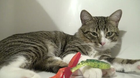 Cut Cat Gets Toy Plastic Fish