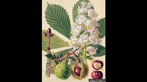 Horse Chestnut (Aesculus hippocastanum)