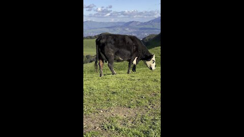 Momma Cow Enjoying Lunch on the Trail