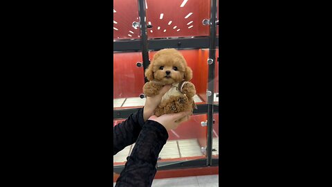 ‏@Khrystalize:My dream dog. Teacup puppy 😍😍