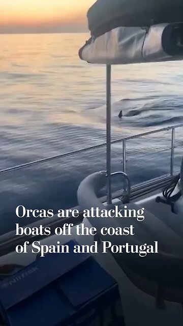 Killer whales Attack Sailboat