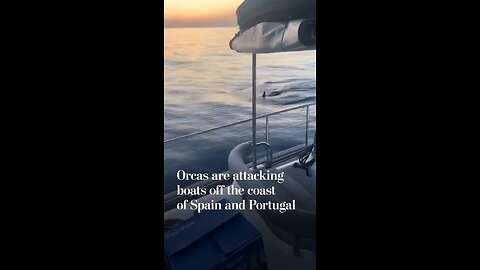 Killer whales Attack Sailboat