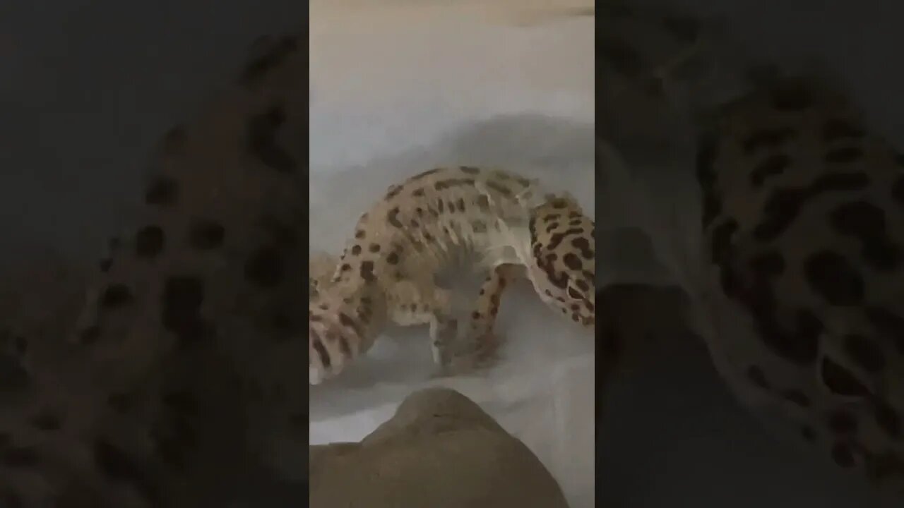 Leopard Gecko Shedding