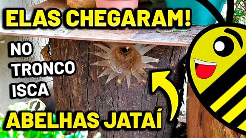 COMO CAPTURAR ABELHA JATAÍ - Vários enxames chegando ao mesmo tempo nas iscas