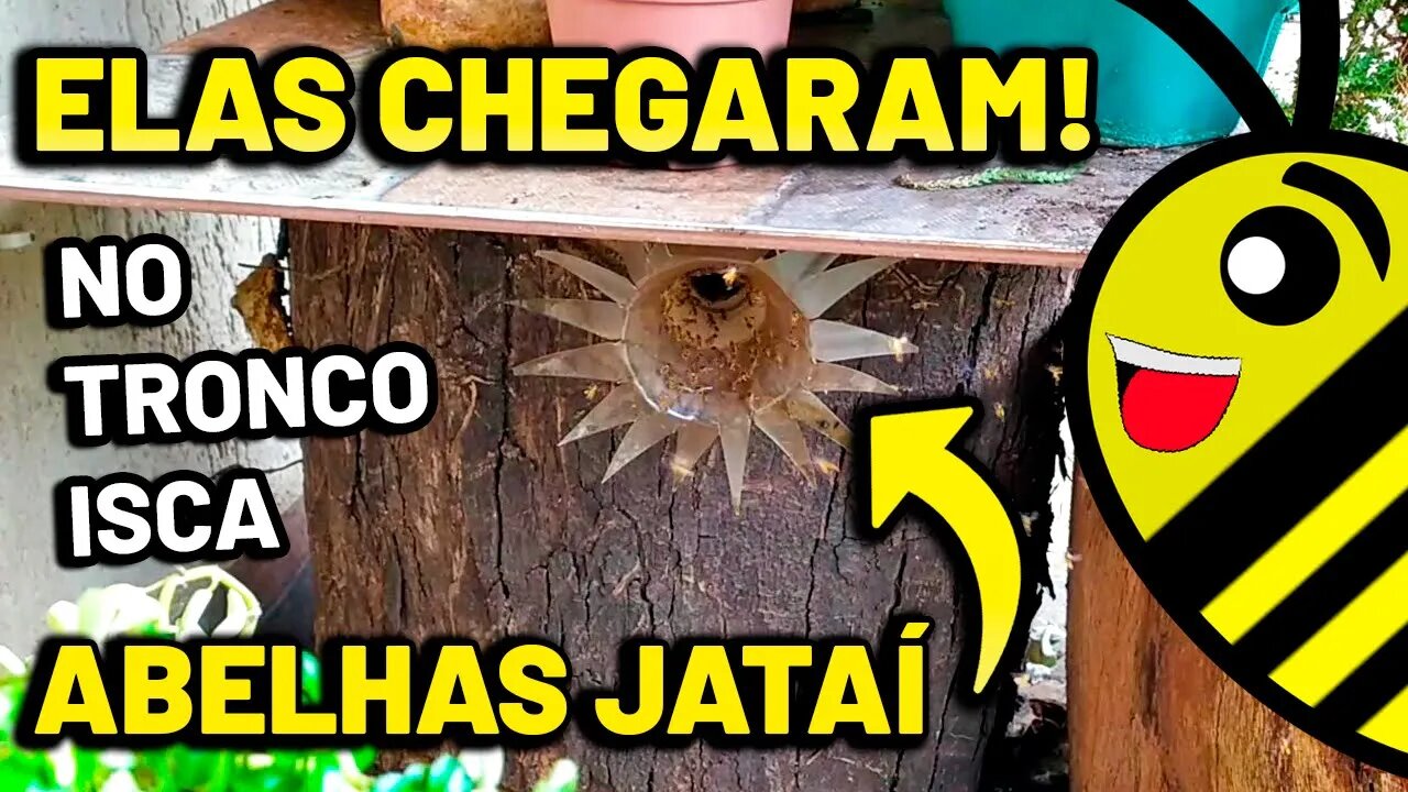 COMO CAPTURAR ABELHA JATAÍ - Vários enxames chegando ao mesmo tempo nas iscas