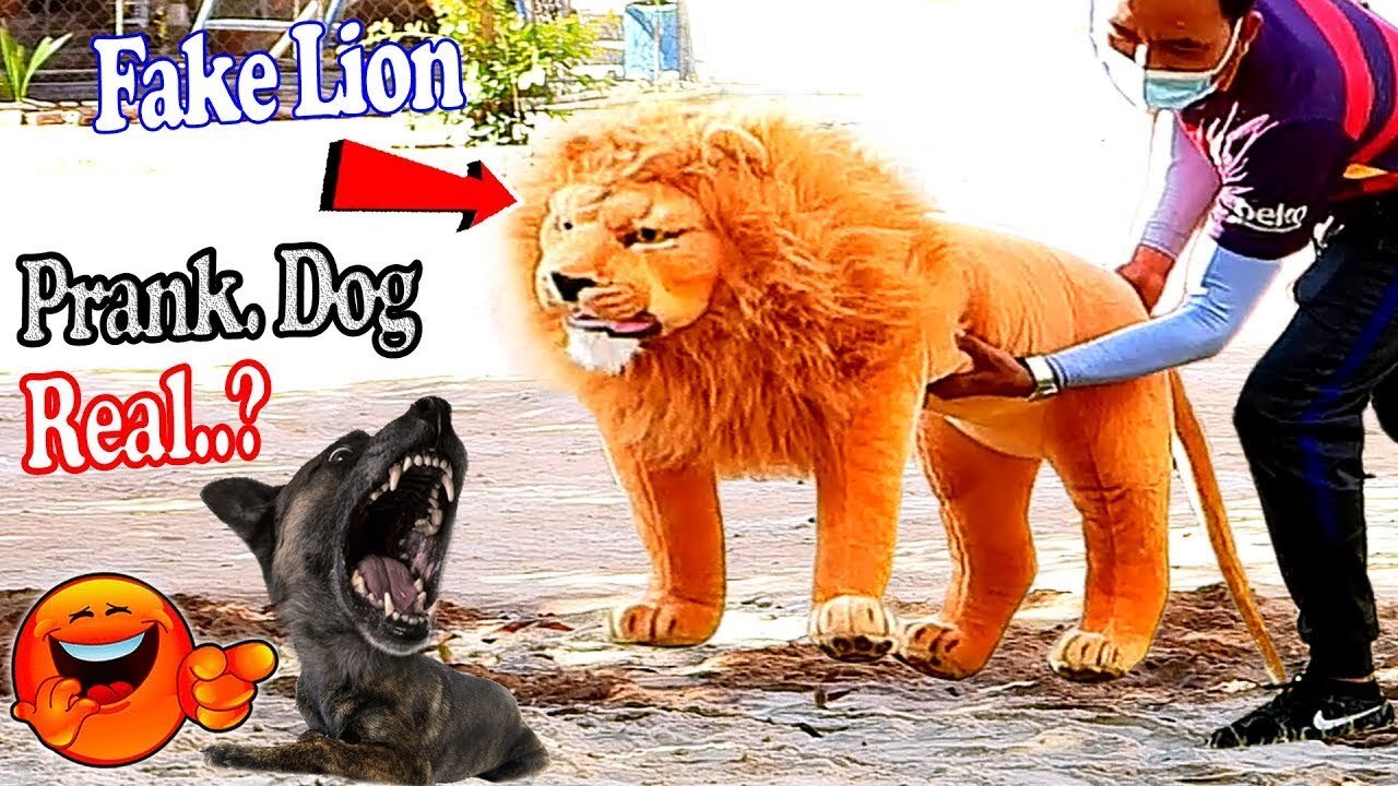Best Prank Collection Top 15 - Fake Lion Prank Real Dog Super Funny - Try Not To