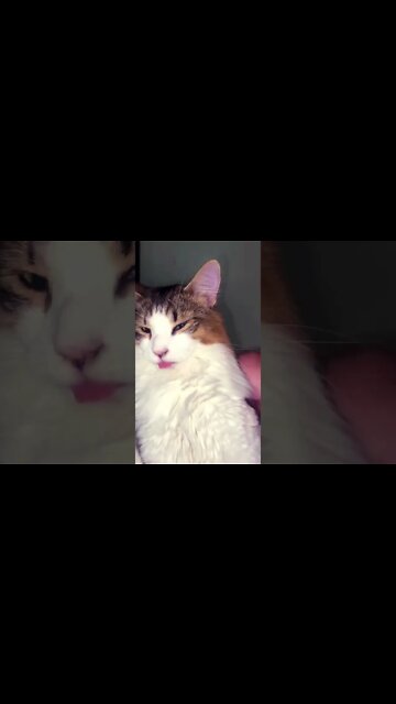 Cat Sticks Tongue Out With Funny Face