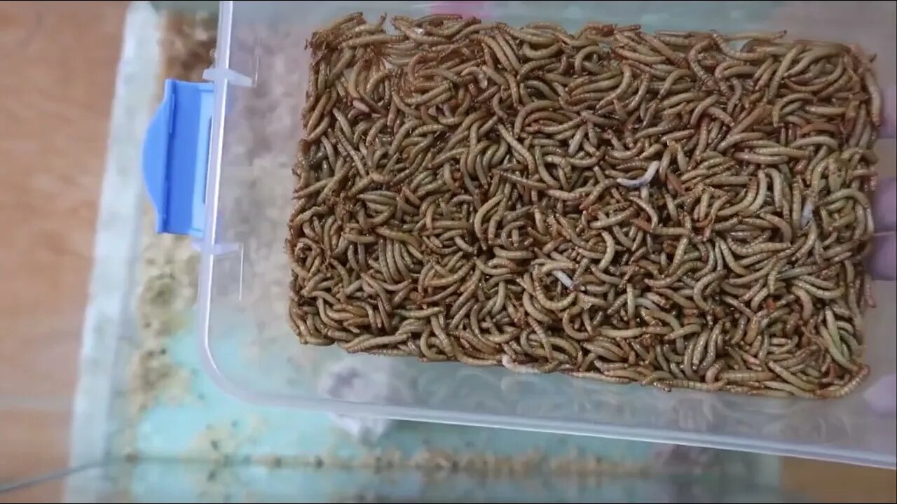 Hamster vs Worms