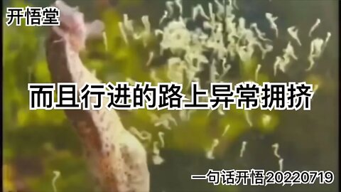 一句话开悟20220719