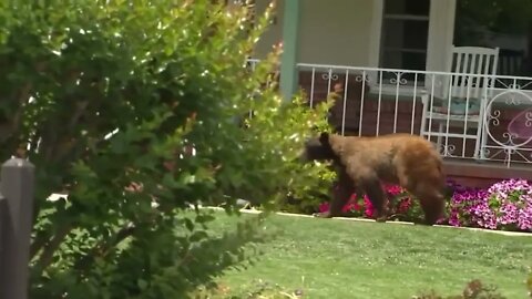 the bear, the safest course of action will be to avoid him, keep doors and windows closed